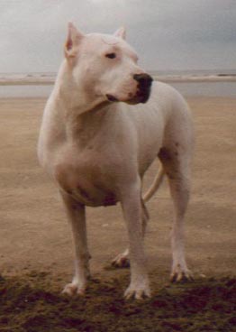 1 an, quoi moi un pitt bull !!